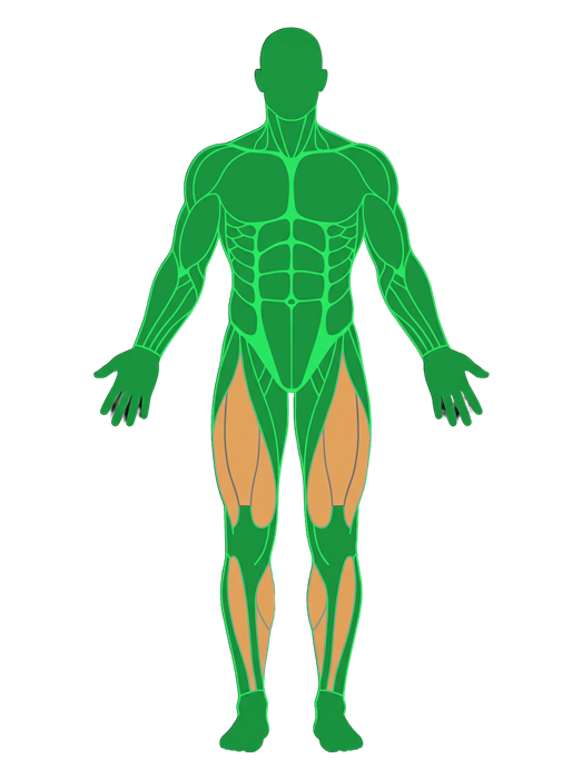 Anatomical muscle map: legs shown fatigued in amber, chest and back shown fresh in green